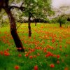 the tulip orchard.jpg