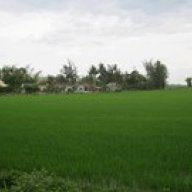 trai tim